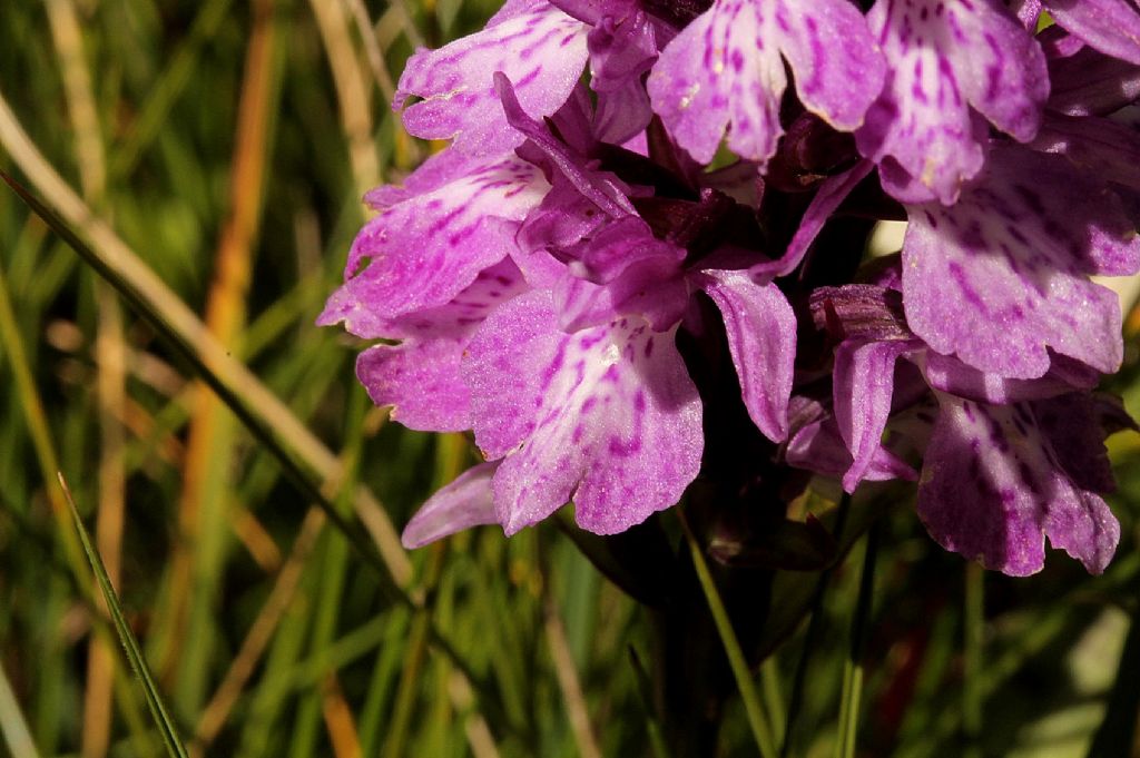 Dactylorhiza maculata ssp maculata?